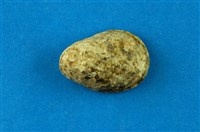 藏品(漁舟蜑螺)的圖片